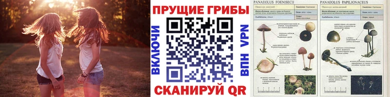 Псилоцибиновые грибы прущие грибы  Щигры 